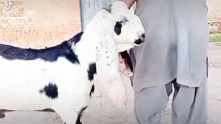 Biggest goat for sale in