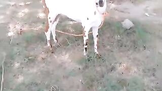 Beautiful baby goat for sale in