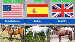 Different Country Breeds of Horses