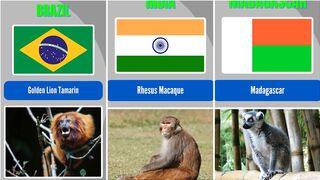 Different Country Breeds of Monkeys