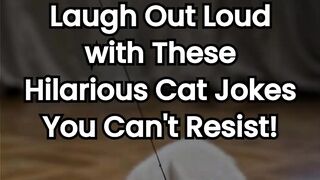 Laugh Out Loud with These Hilarious Cat Jokes You Can't Resist!