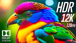 All animal 4K videos relaxing nature Best of Dolby Vision 12K HDR 120fps