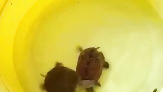 Cute turtles caught a little fish