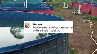 KOLAM BULAT untuk PEMIJAHAN lele BISA atau TIDAK...❓