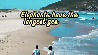 Animal Facts. Elephants #shorts