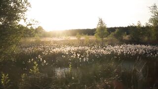 nature stock footage no copyright (1080P_HD)