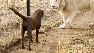 Cute Lion Gives Smooches to Puppys Paw????