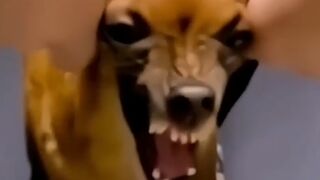 funny animals video try not to laugh ????????