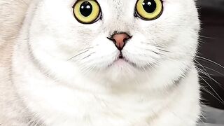 Cat videos cute cats kittens 2