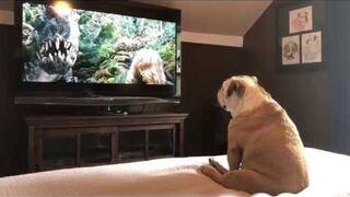 Funny Animals Reacting on TV 2024 Funny Pet