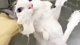 Funny cat videos 22