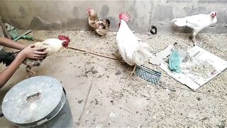 Hens crazy fight