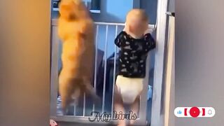 Funniest Cats and Dogs ???? Best Funny Animal videos ????????