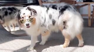 New Trend ???? | Dog fashion show ????