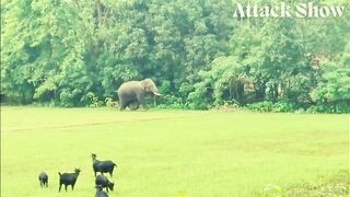 Angry Elephant Charges at Animals in the Wild