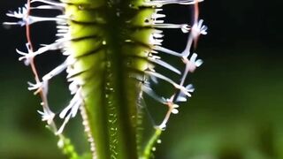 Amazing Rare Plants with Unique Adaptations!