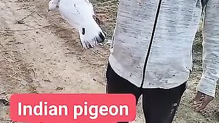 Pigeon hunting