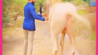 A life of freedom is my whole ambition #horseriding #horsevideo ##horserider #horses #horse #funny