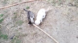 Cute kittens play very interesting