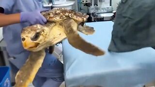 Removing barnacles stuck on a turtle!