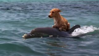 A Dolphin saved a dog When nobody else Wanted to????#AnimalCompassion#AnimalHeroes#pets#animalbehavior