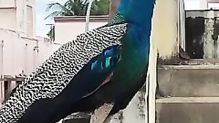 Peacock 10