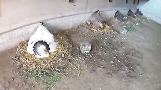 Hatching chickens from eggs naturally using five mother hens