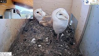 Crazy!!!!! Wild kestrel attacks barn owls pair inside nest and is lucky she escapes with her life!