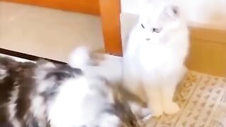 Cutest Cats