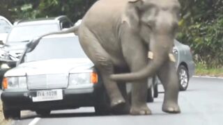 Elephant vs Car: Intense Wild Encounter