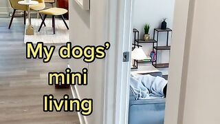 Dogs mini living room