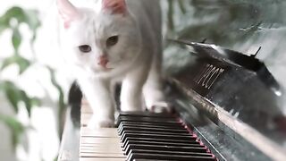 The cat walking on the piano ????????