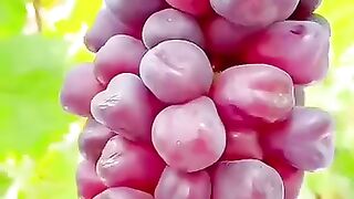 fresh grapes 2