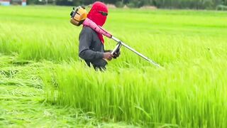 Pekerjaan memotong rumput