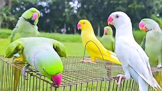 Parrots: Nature's Vibrant Beauties