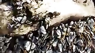 Barnacles on the Waterford coastline