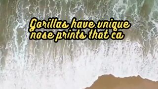 Animal Facts Gorillas #shorts 2