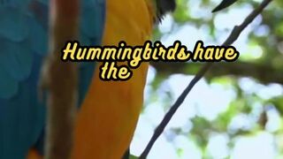 Animal Facts Hummingbirds #shorts