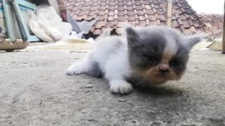 kucing kiten