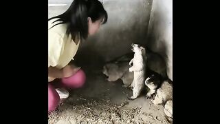 A naughty girl tearing Capybara