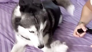 Haircut Husky Prank