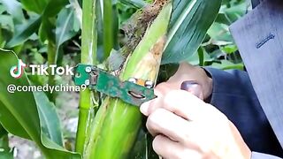 tips and tricks so that no one steals corn plants, funny video