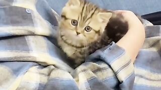 The Cutest Little Kitten You’ll Ever See!