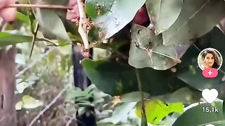 Ils mangent la viande crue avec les fourmis