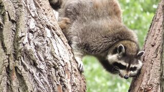 Raccoon: The Clever and Crafty Creature of the Wild