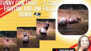 Funny Cow Fight – 2 Cows Fighting and One Falls Down! ????????