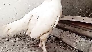 The white hen white