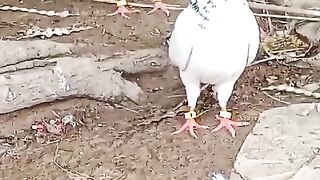 Paykara pigeon