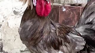 Chicken ll breed