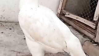 White chicken ll chicken ll breed